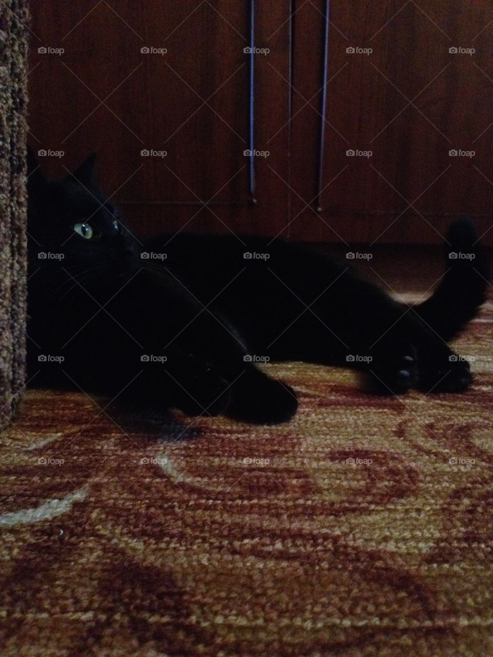 Black cat resting on a carpet