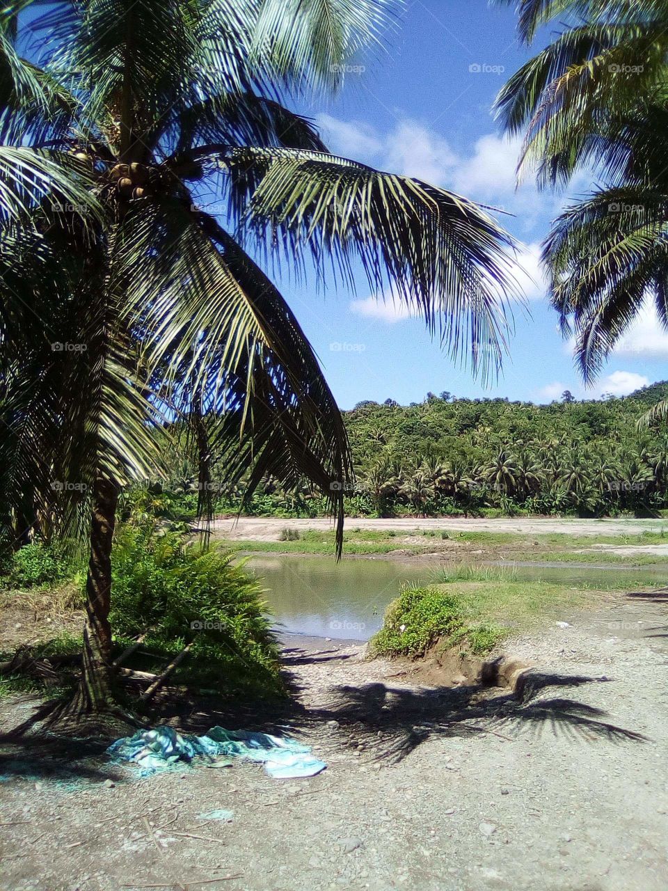 coconut field