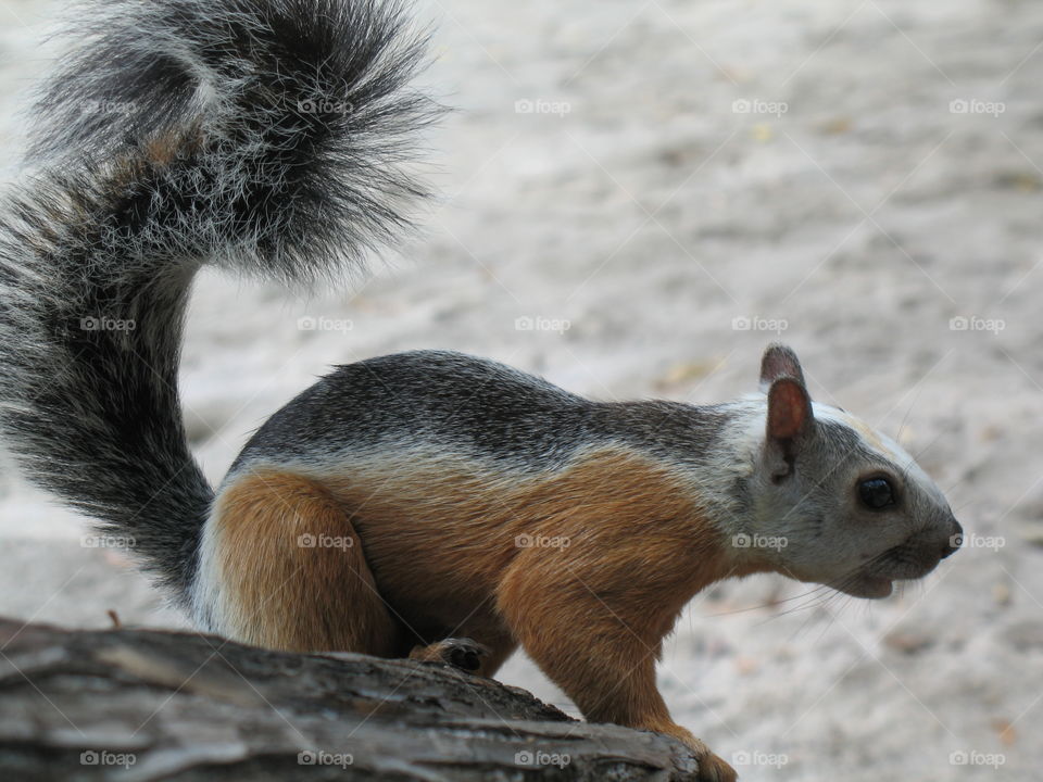 Costa Rican variegated squirrel at the beach