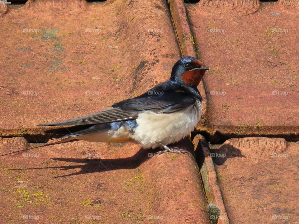Basking in the sun