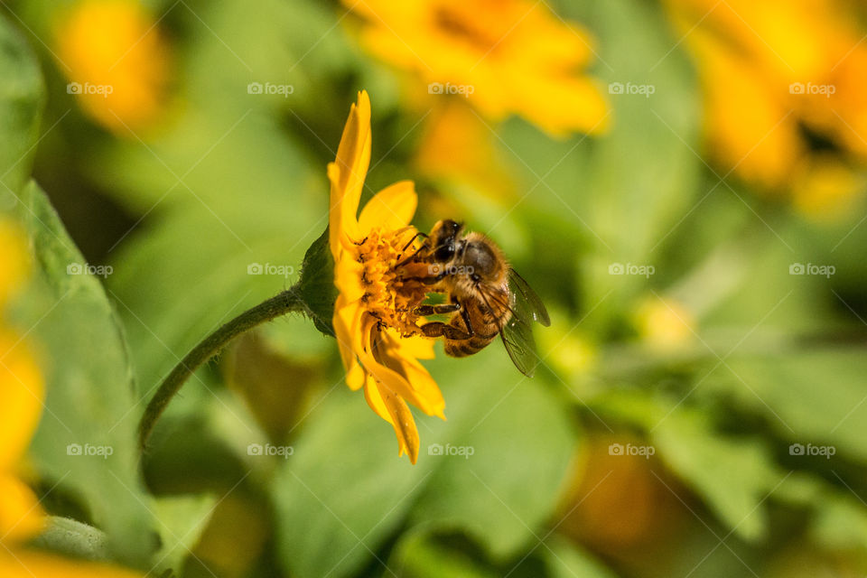 Bee on flower