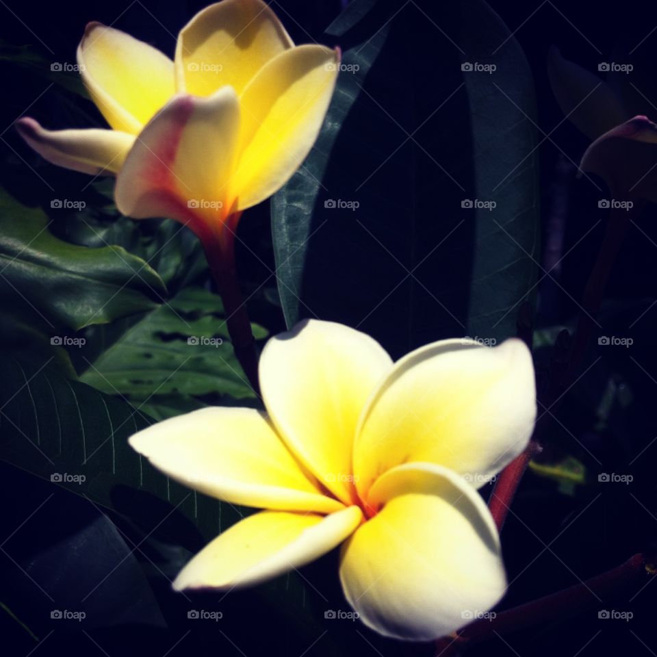 Plumeria