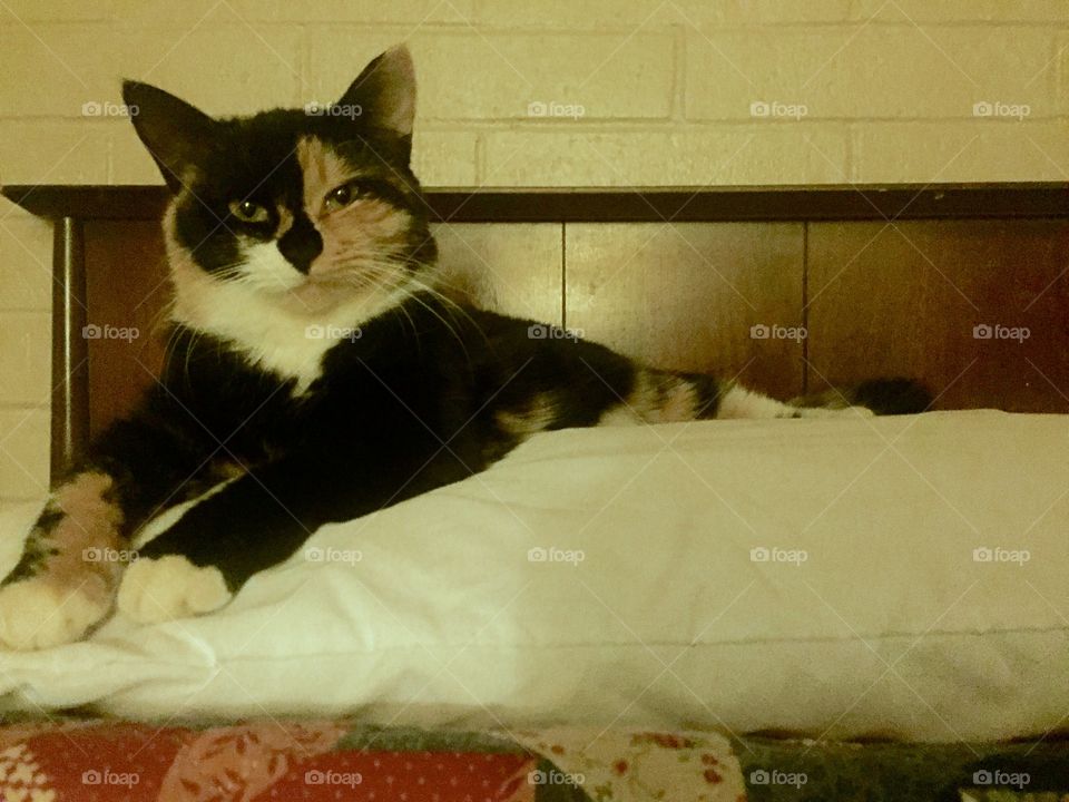 Olive juice posing for me 