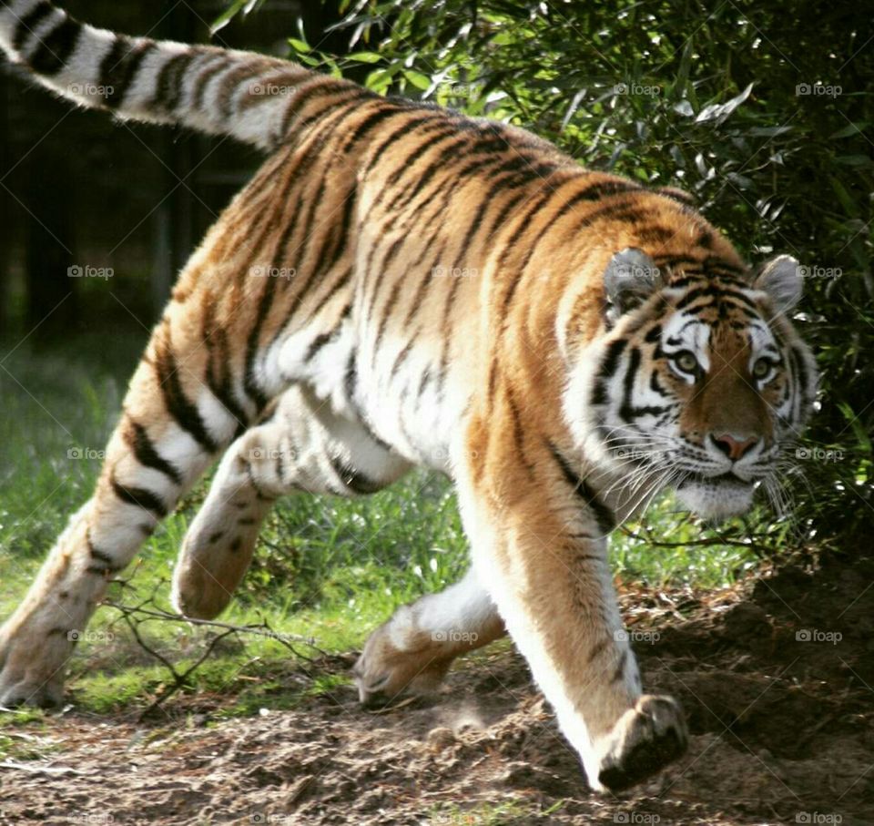 tiger