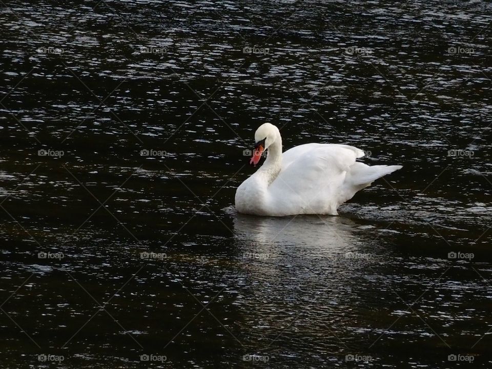 Swan
