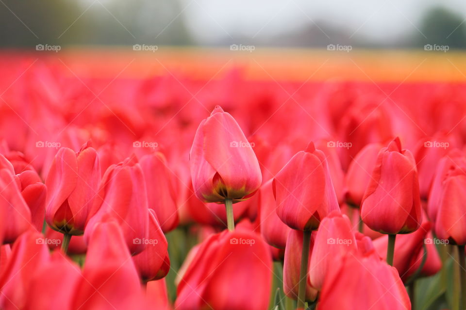 Tulips.