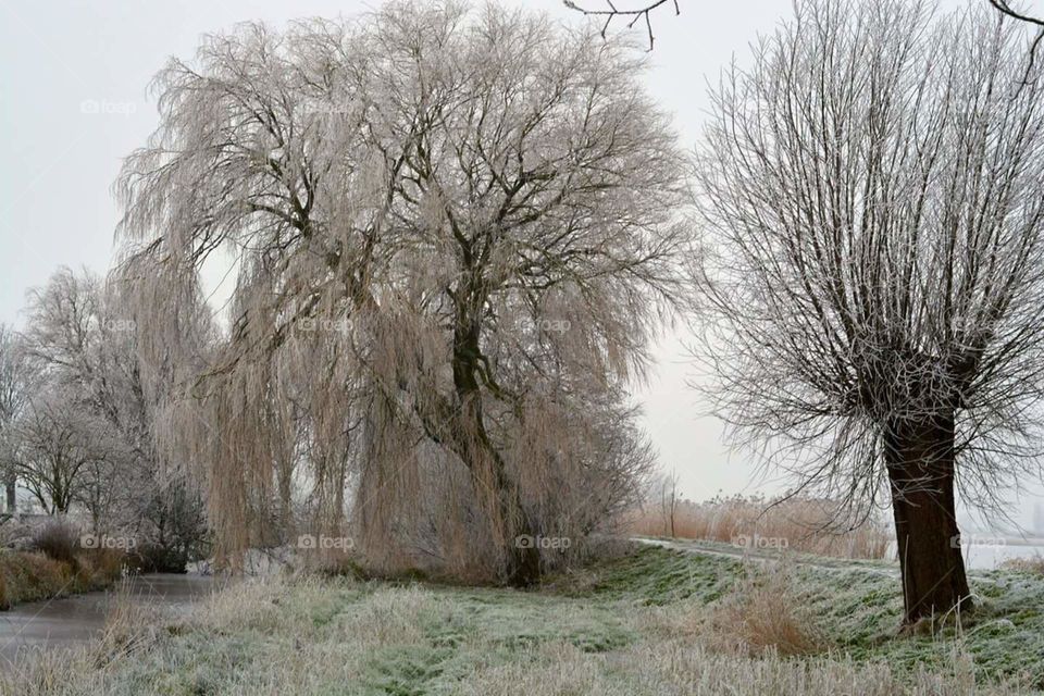 winter landscape with frost snow and weeping willow tree.