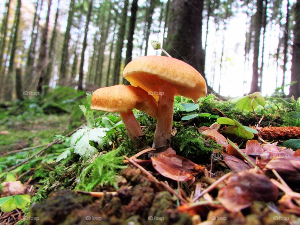 Close-up of a mushroom