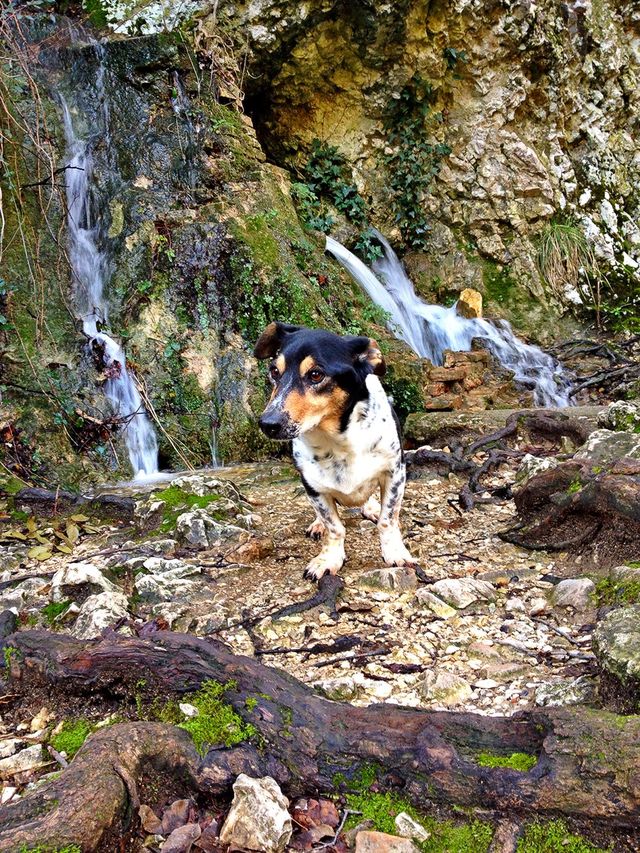 Dog