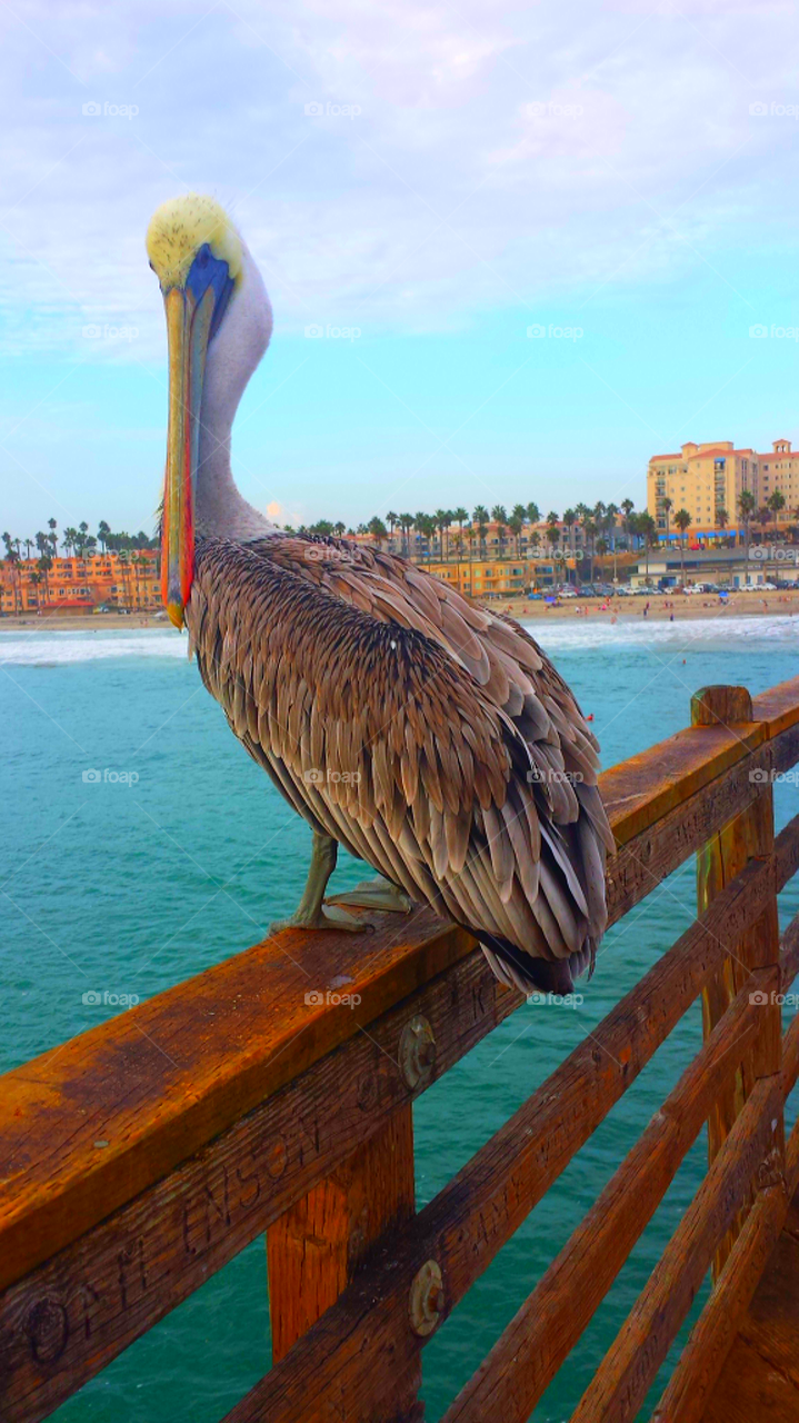 "Pelican Posing"