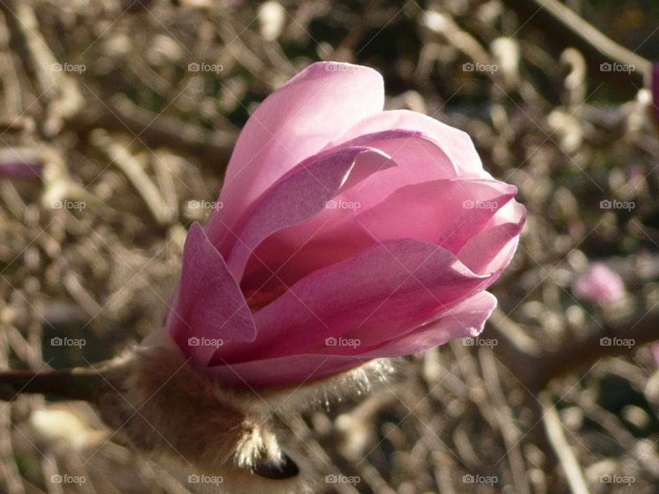 japanese magnolia bud about to open