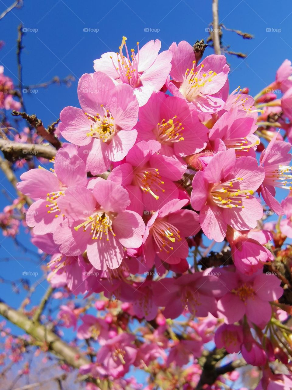 Blooming time, spring nature.