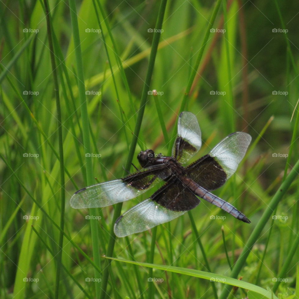 Dragonfly resting in the tall grass.