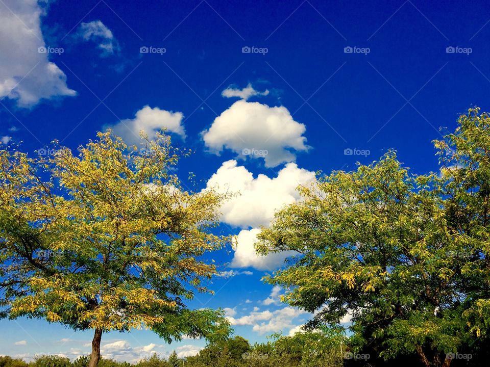 Blue sky behind autumn trees