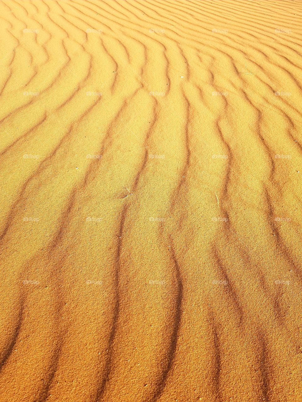 The golden sands of the Kingdom of Saudi Arabia