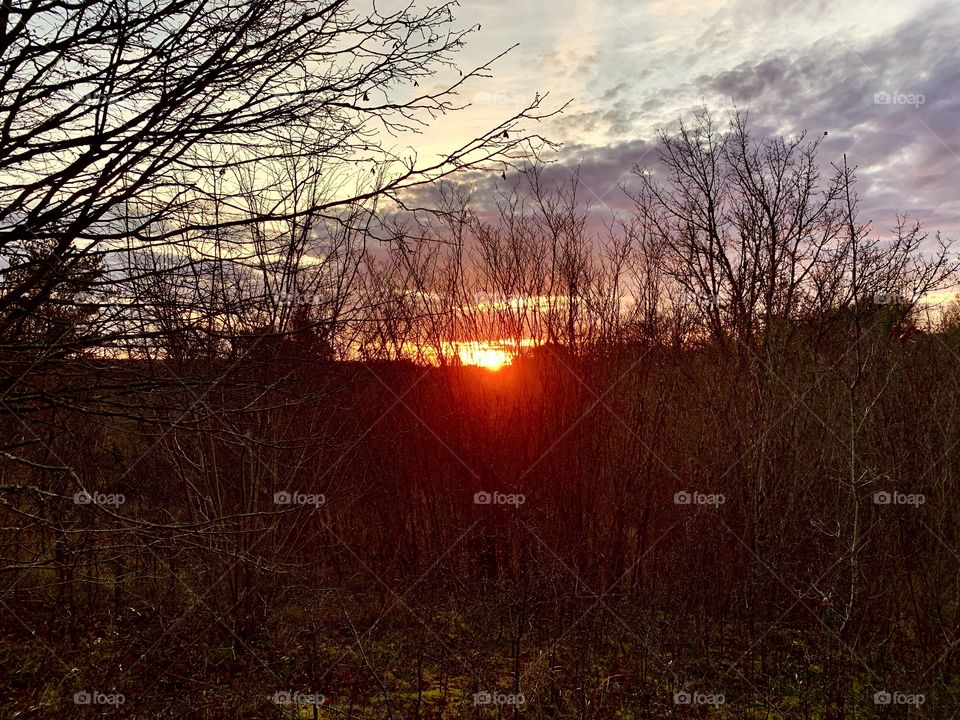 Sunset in the forest 