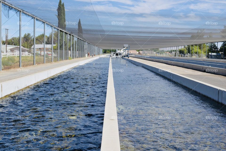A local Rainbow Trout fish hatchery filled with fish