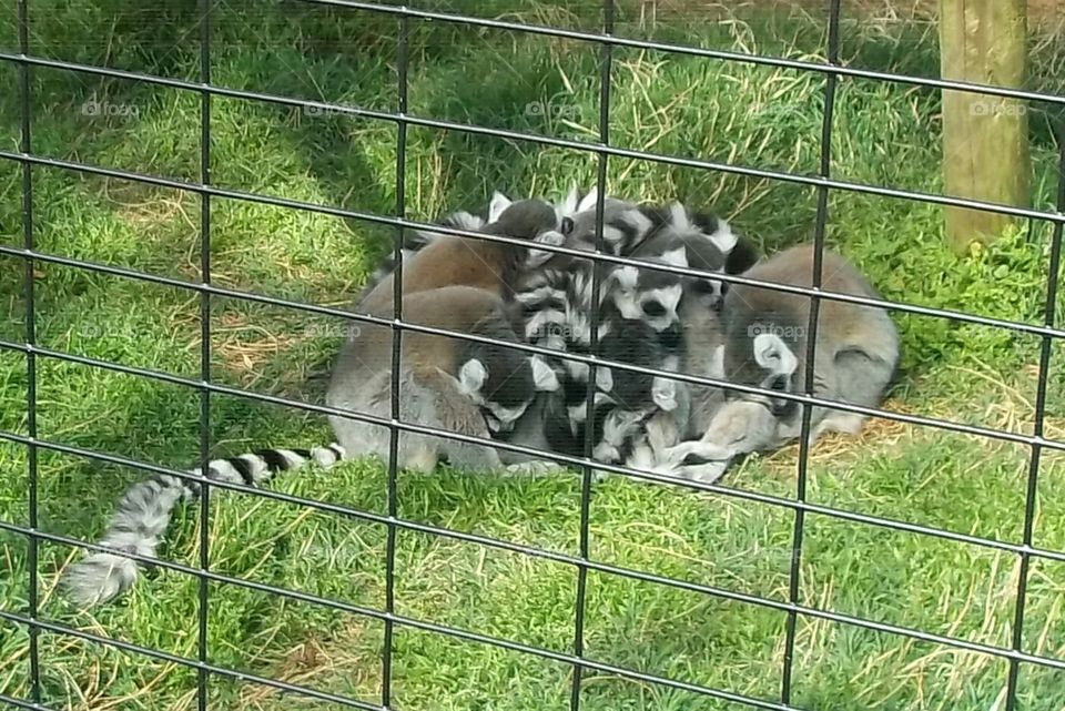 lemurs