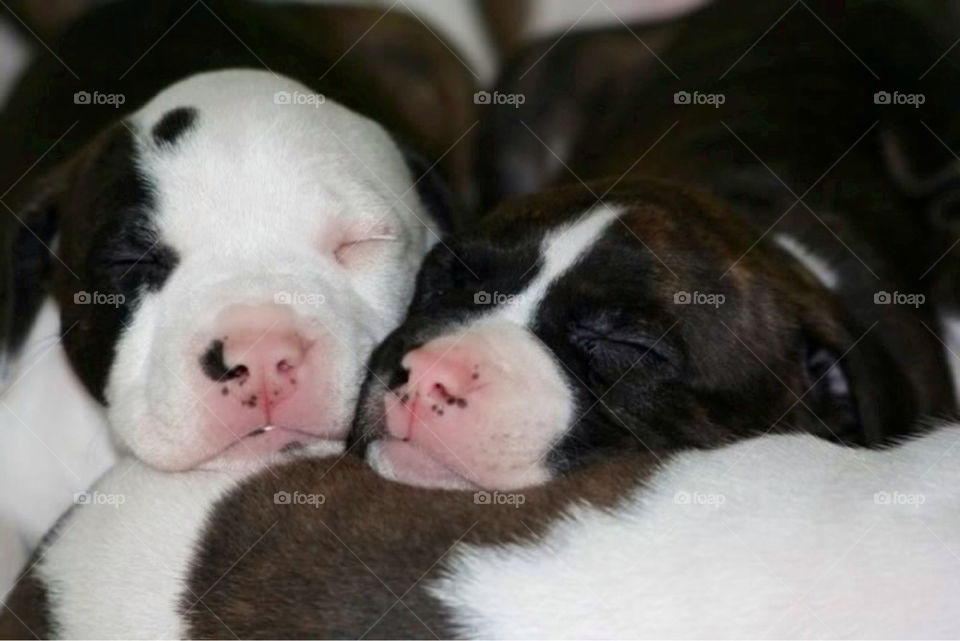 cute puppy sleep söt by paula