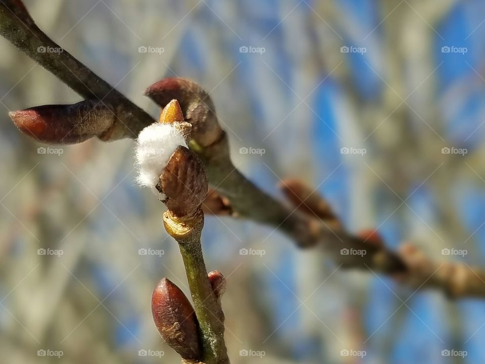 Sign of Spring