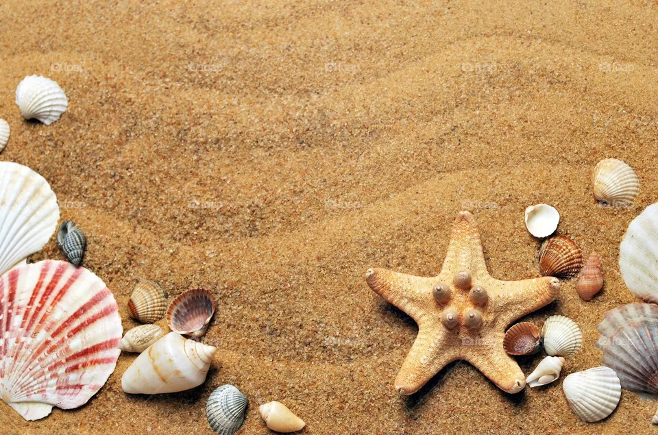 sea shells photography