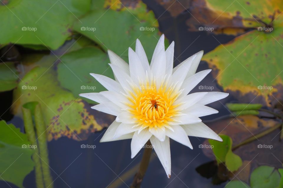 White lotus in full bloom with green lotus leaves on the water surface.