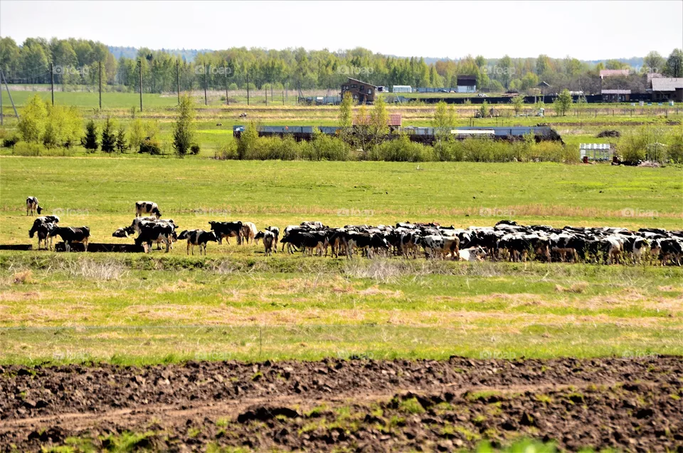 cow