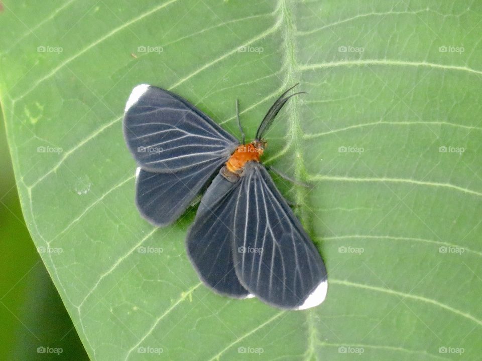 Butterfly in Black