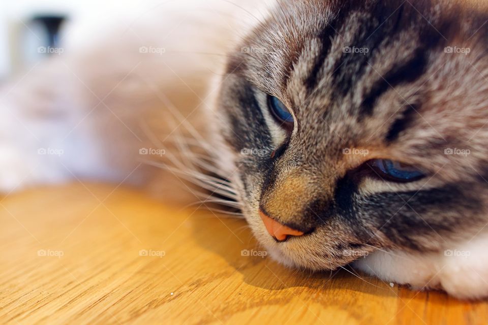 SLEEPY RAGDOLL CAT ON WOODEN TABLE.