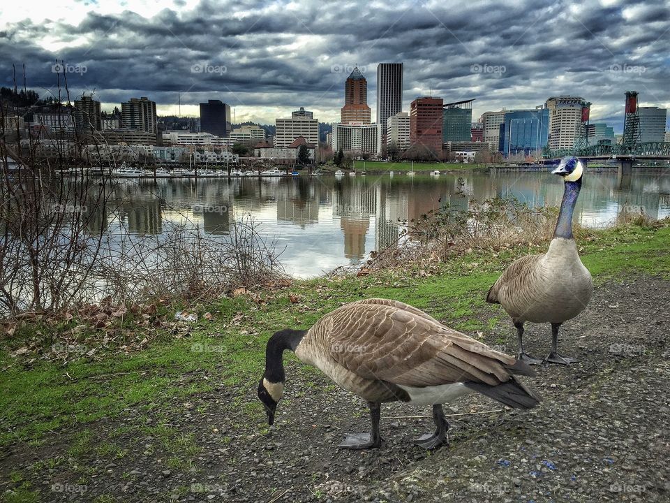 Canadian geese in Portland 