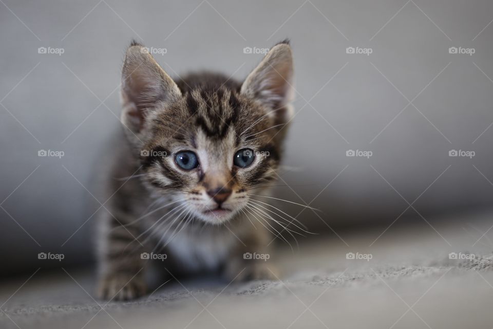 Kitten