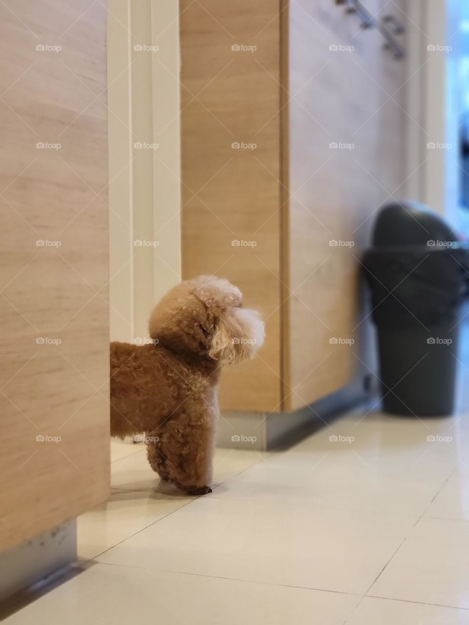 brown toy poodle dog watching