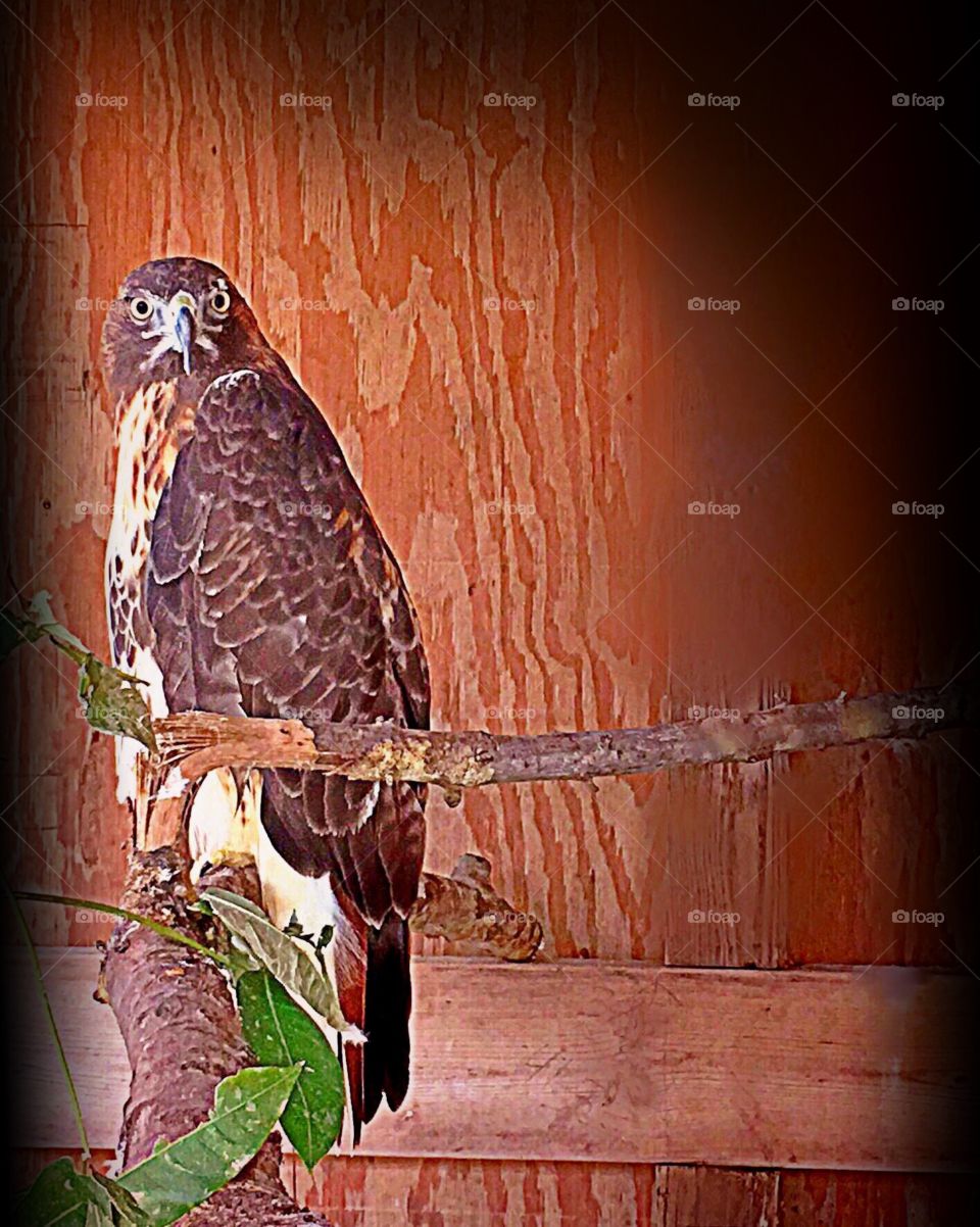 Red tailed Hawk 