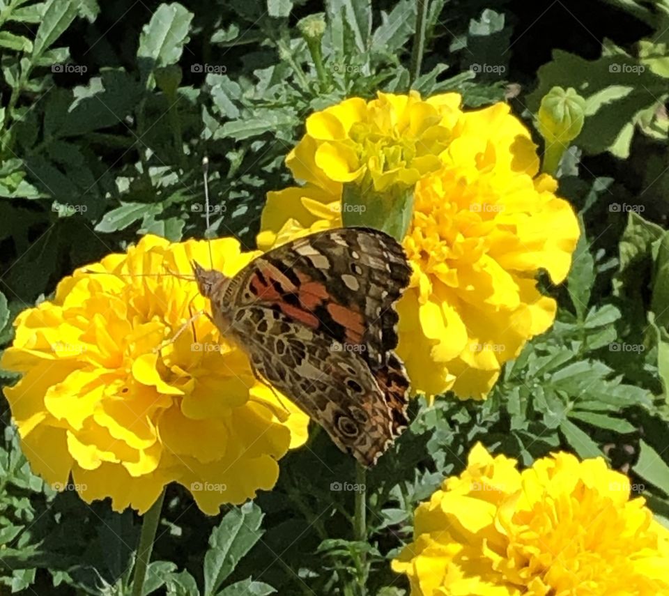 Monarch Butterfly On A Marigold Flower