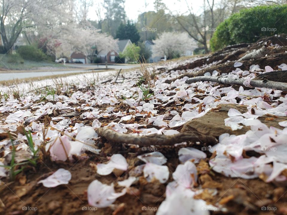 Cherry blossoms snow