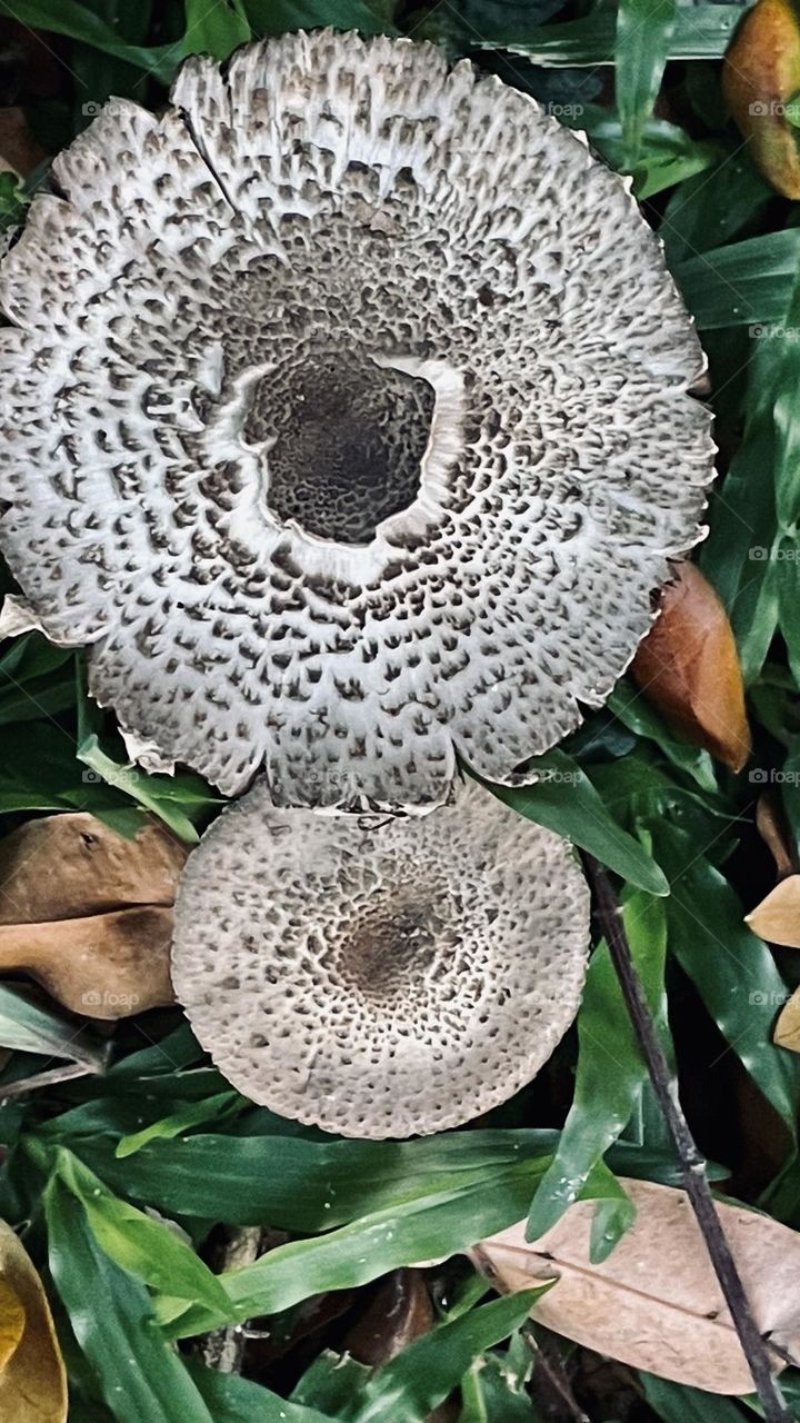 Fungus