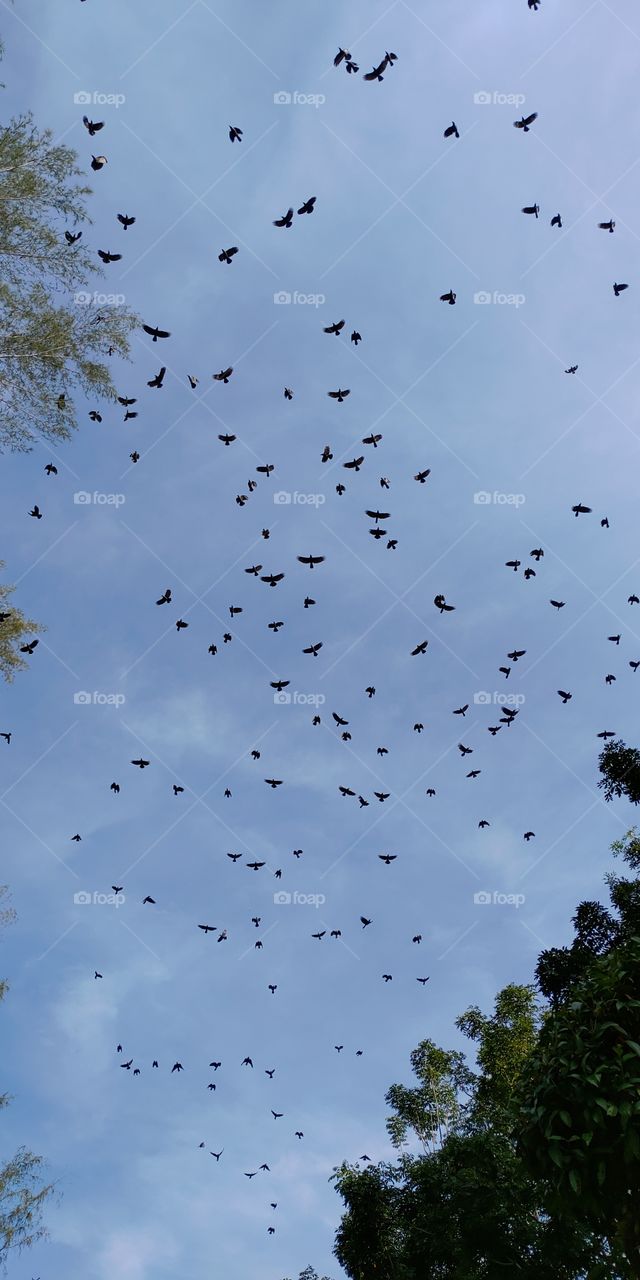 let's count the number of birds up there