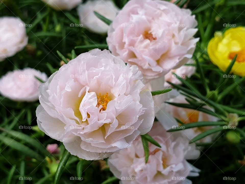 the Portulaca Grandiflora