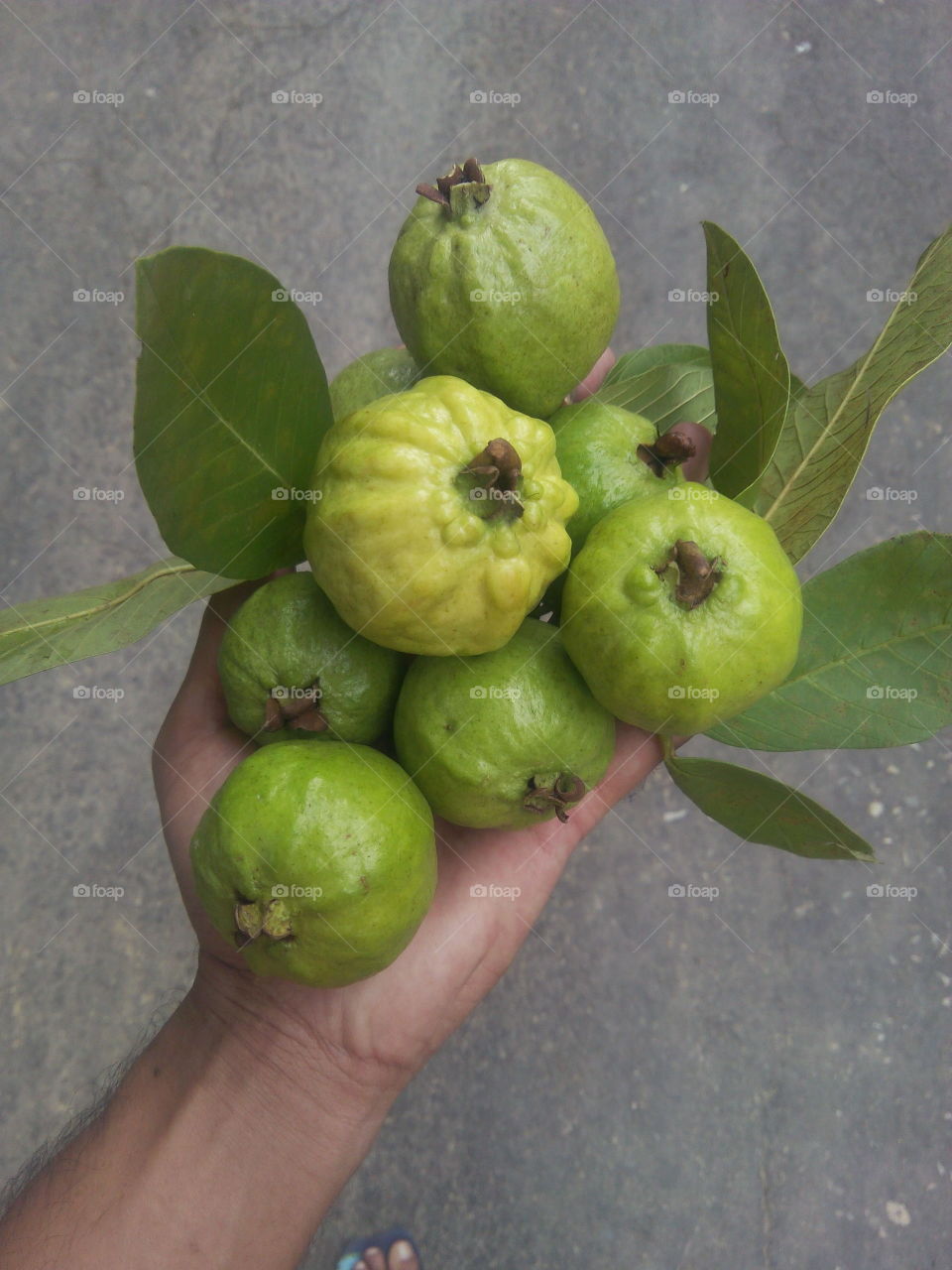 handful guava