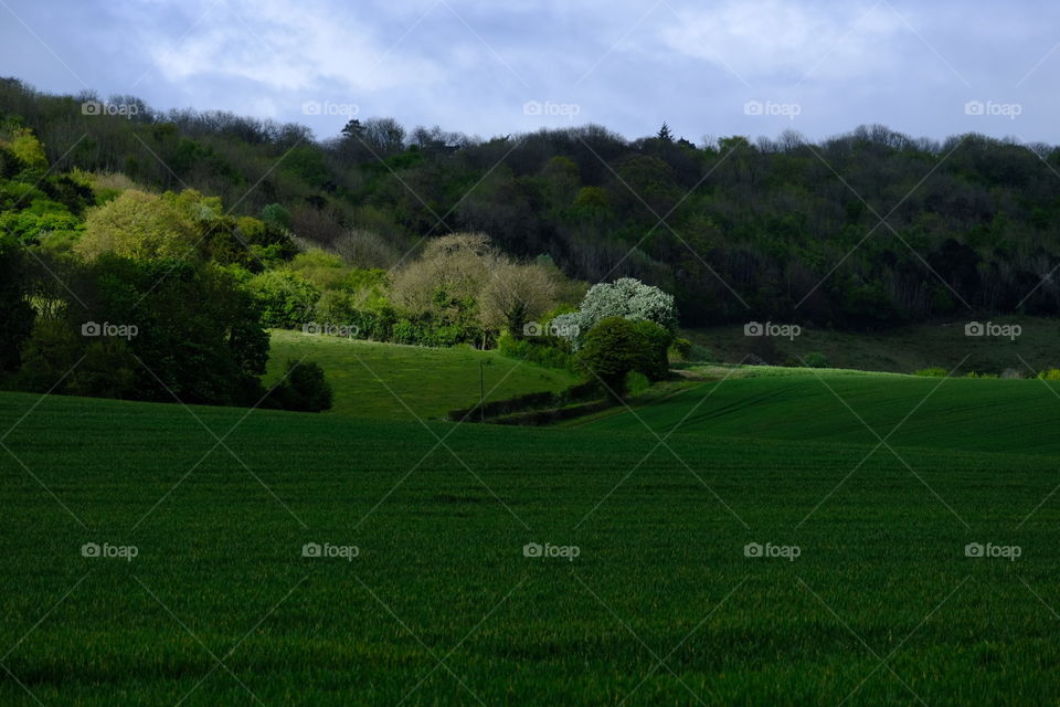 Landscape, Tree, Grass, Golf, Hayfield