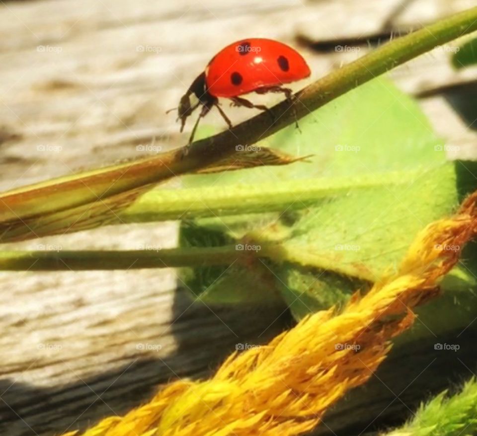 Bright lady