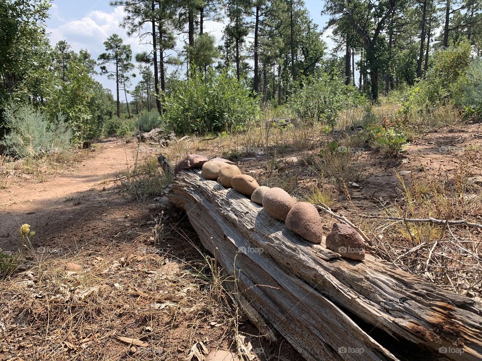 Rocks lined on downed tree
