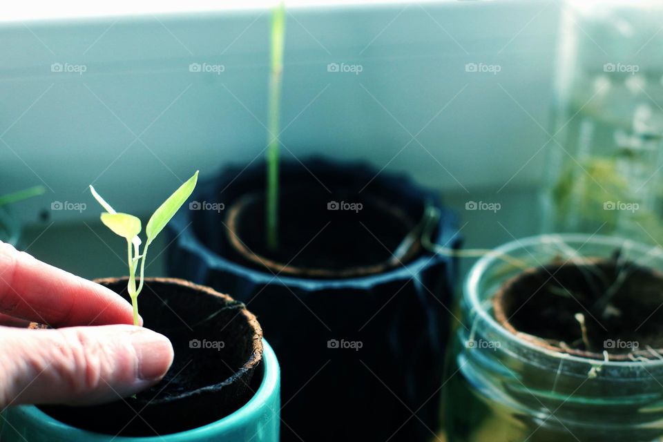 Close up of a young plant being planted
