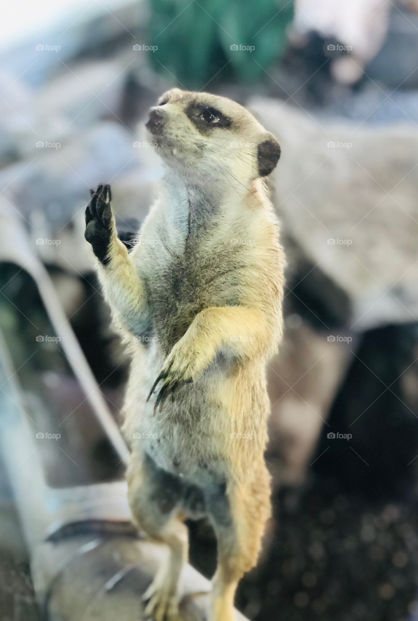 Adorable little meerkat just standing around, saying hello to passerbys with a wave!