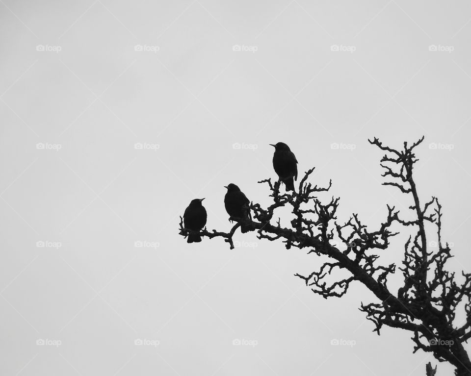 Common starlings