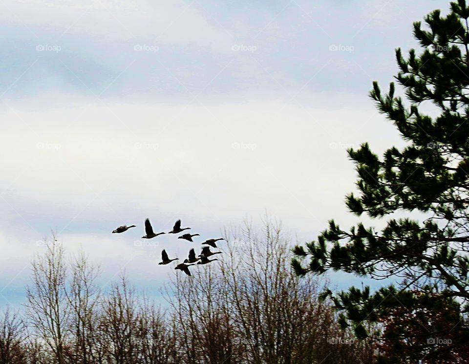 Geese taking off for Winter