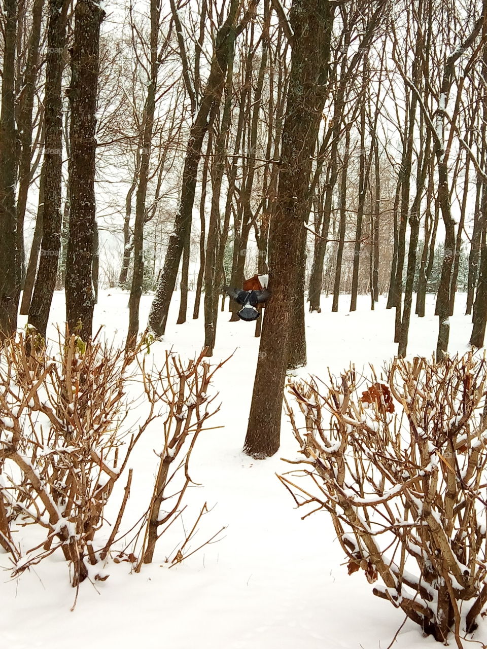 зима.парк.птицы.