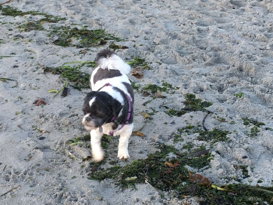 Dog on a beach