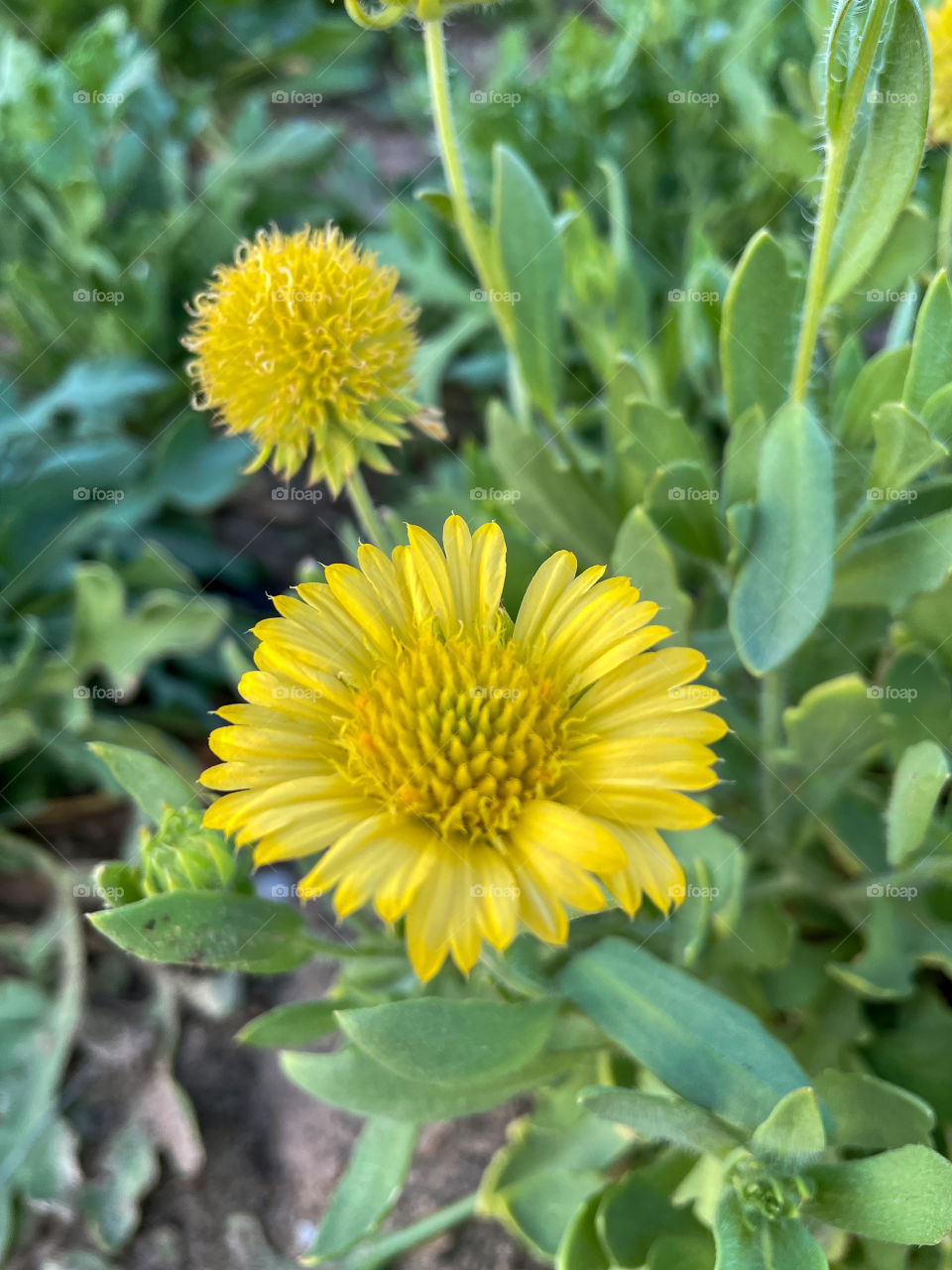 Portraits of plants 