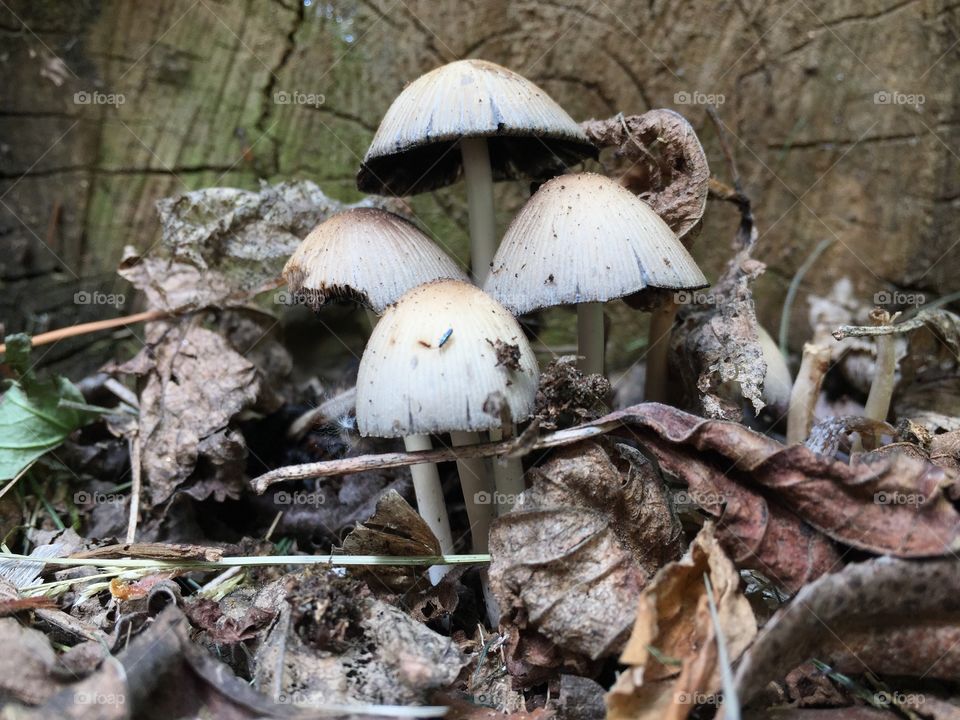 Brown mushrooms 